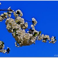 Весна :: Надежда 
