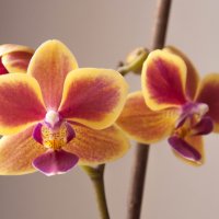орхидея :: Александра Кирьянова
