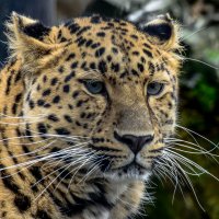 дальневосточный леопард :: Eugene Simachev