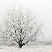 Зима :: scherbinator SHCHERBYNA