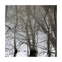 деревья-02 :: наташа савельева 