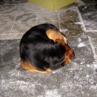 Собака на коврике. :: Мила Бовкун