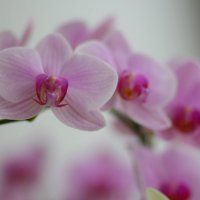 Орхидея :: Дарья Яковлева