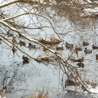 Утки в Раубичах :: Сергей Мышковский