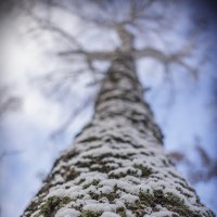 Белая берёзка. :: Павел Чкалин