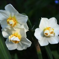 Белые цветочки :: Damir Si