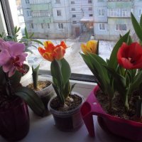 весна пришла :: Татьяна Агеева