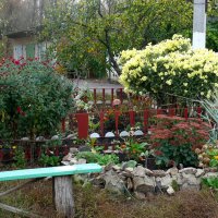 В том саду, где мы с Вами встретились Ваш любимый куст хризантем расцвёл... :: Елена Елена