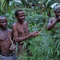 Угандийские пигмеи в своём огороде с чудо-травой :: Евгений Печенин