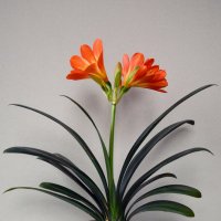 Clivia :: Kliwo 