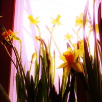 Весна на подоконнике :: Светлана Лысенко