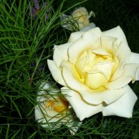 Белая роза :: Наталья Березко