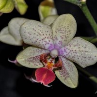 Орхидея :: Александр Пушкарёв