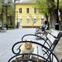 Уличный кот :: Сергей Сёмин