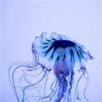 The jellyfish :: Misha McD