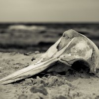 ...и дельфины умирают :: Annet Onachenko