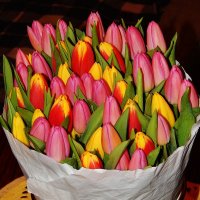 Шестьдесят тюльпанов :: Валентина Пирогова