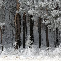 Мартовская зарисовка :: Евгений Агудов