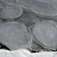 ледяные черепахи :: doberman 