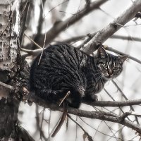 Весенний гон :: Фома Антонов