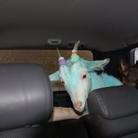 голубая коза :: kinodogs 