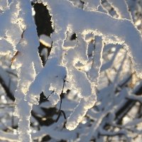 Снежные  лапы... :: Валерия  Полещикова 