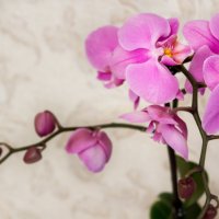 Орхидея. :: Татьяна Калинкина