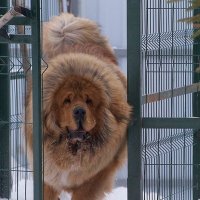 Тибетский мастиф ТАЙШАНЬ. Встречаем гостей... :: Евгений Дубенецкий