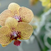 Орхидея :: Лариса Макарова
