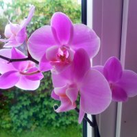 Орхидея :: Агриппина 
