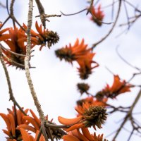 Коралловое дерево (Эритрина, Erythrina caffra) :: Александр Деревяшкин