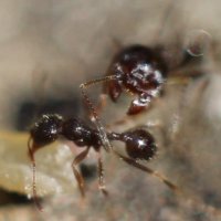 муравьиная весна :: fatima 