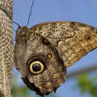 Тропическая бабочка Caligo :: Любовь Изоткина