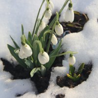 Подснежники оправдали свое название. 12 марта выпал снег :: Татьяна Гулевич-Хациева