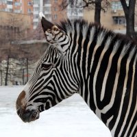 В каменных джунглях. :: Маргарита ( Марта ) Дрожжина