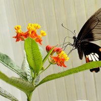 Тропическая бабочка :: Любовь Изоткина
