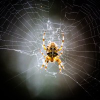 spider :: Дмитрий Красько