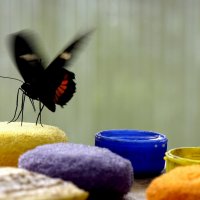 Обеденный столик тропических бабочек :: Любовь Изоткина