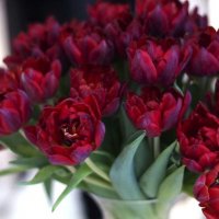 Flowers :: Olga Byadovskaya