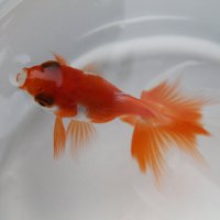 Золотая рыбка :: Рузиля 