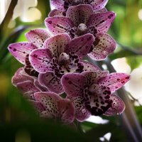 эти загадочные орхидеи :: Эльмира Суворова