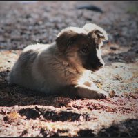 Вольный... :: Александр Липецкий