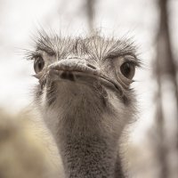 ostrich :: Дмитрий Красько