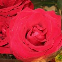Красная роза как яркое скерцо... :: Natali 