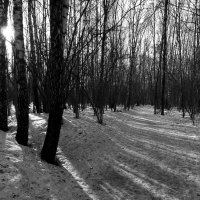Лесной ажур :: Константин Фролов