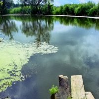 заводь в пруду :: Александр Рождественский