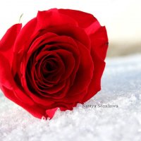 Роза на снегу :: Настя )