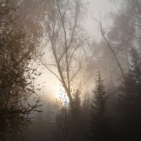 Сквозь туман :: Владимир Веселов