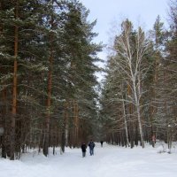 В лесу . :: Мила Бовкун