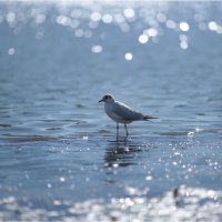 Озерная чайка :: Алла Allasa